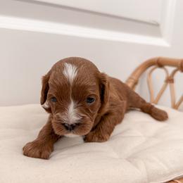 Muffin - Red female Cavapoo puppy in Apache Junction, Arizona from Coffey House Doodles