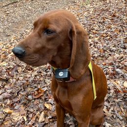 Daisy - Redbone Coonhound