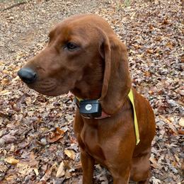 Daisy - Redbone Coonhound