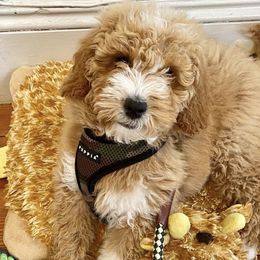 Goldendoodles from Blovedoodles