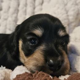 Rumour (2125) - Black and cream female Dachshund puppy in Ovett, Mississippi from Anytime Dachshunds by D.B.