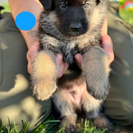 Garret-Bright Blue - Black and tan male German Shepherd puppy in Medical Lake, Washington from Nine Realms German Shepherds