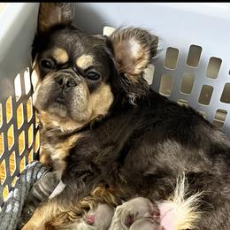 Hi - French Bulldog