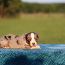 BMM1 - Blue merle male Miniature Australian Shepherd puppy in Ferris, Texas from Vigilante Mini Aussies and Schnauzers