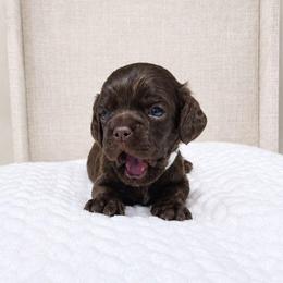 Hazel - Brown female Cocker Spaniel puppy in Corcoran, California from Sweetheart Cockers