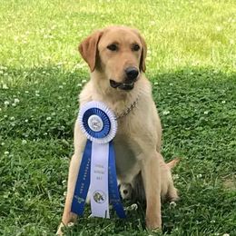 Labrador Retrievers from RNR