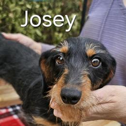 Josey - Dachshund