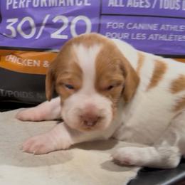 Sky - Orange and white female Brittany puppy in Stillwater, Oklahoma from Kennel de Fowler
