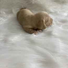 Cream-Abby - Cream female Dachshund puppy in Great Bend, Pennsylvania from Dashing Doxies