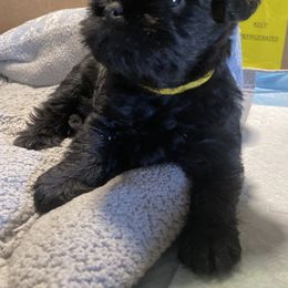 Boy 2 - Black Affenpinscher puppy in Oklahoma from Ter’Avalon Kennel