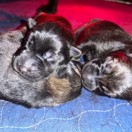 Boy 2 - Sable male German Shepherd puppy in Clarkrange, Tennessee from Vom Wolff