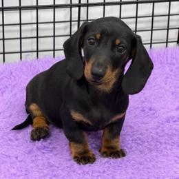 Archie (no mark) - Black and tan male Dachshund puppy in Red Bud, Illinois from Midwest Miniature Dachshunds