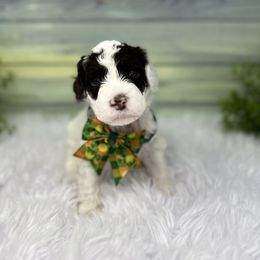 Australian Labradoodle Puppies from Sweet Summer Dream ALD