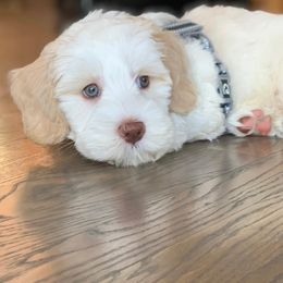Australian Labradoodle Puppies from Bonzer Australian Labradoodles