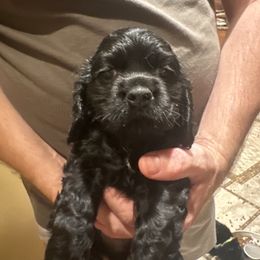 Blk girl 1 - Black female Cocker Spaniel puppy in Columbia, South Carolina from Fleur de Lis Cockers- Cuchna Cockers