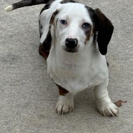 Morgan - Dachshund