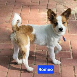 Lil Romeo - White and sable male Papillon puppy in Conetoe, North Carolina from Southern Belle's Biewer Terriers & Papillons