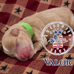 Valor - Wheaten male Miniature Schnauzer puppy in Dorr, Michigan from Enchanted Paws