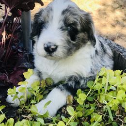 Male Two, Blue Merle - Blue merle Aussiedoodle puppy in Parma, Idaho from Arena Valley Acres