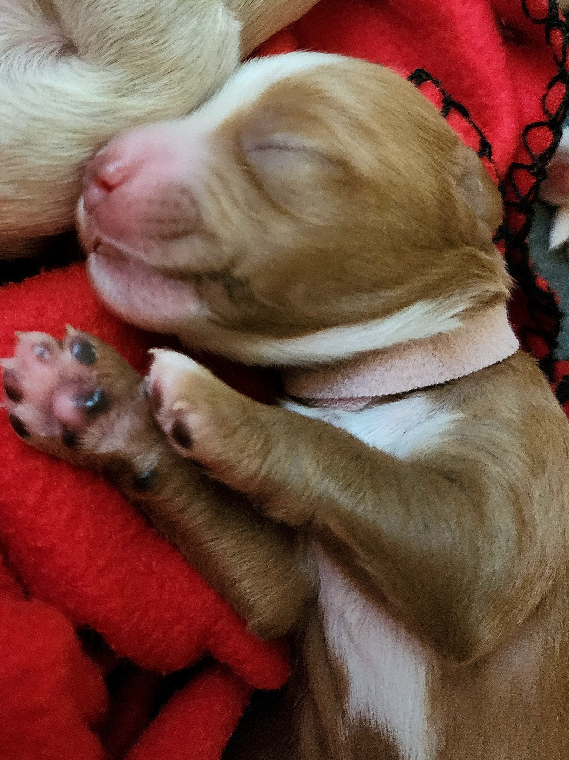 Labradoodle Puppies from Tyson's Farm Doodles