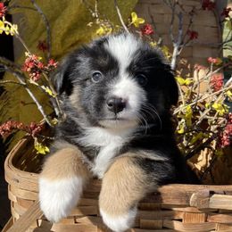 Miniature American Shepherds and Vizslas from New River Gorgeous Puppies
