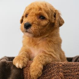 True Love's Kiss (light Pink) - Apricot female Goldendoodle puppy in Lafayette, Alabama from Sweethaven Kennels