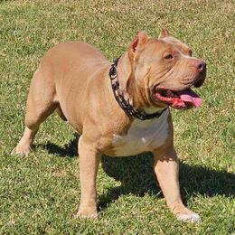 Beau - American Bully