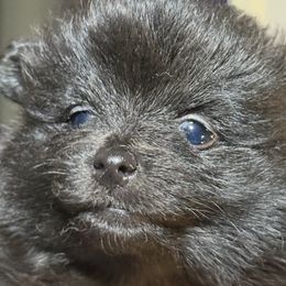 Jett - Black female Pomeranian puppy in Jackson, New Jersey from Peapod Pomeranians