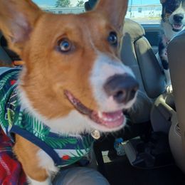 Rocco - Pembroke Welsh Corgi