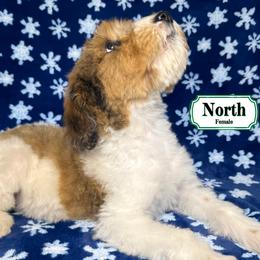 North - In Training - Sable female Bernedoodle puppy in Milan, Indiana from Doodles & Spice