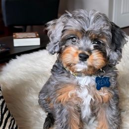 Bernedoodles, Cavalier King Charles Spaniels, Cavapoos, and Poodles from Grandeur Valley Puppies