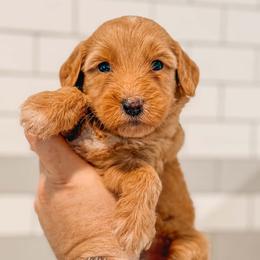 Fleece - Red  female Goldendoodle puppy in Iola, Texas from Supreme Doodles of Texas
