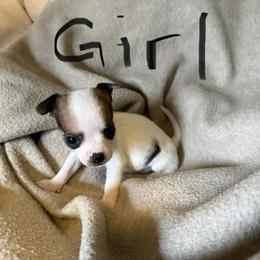 Girl 2 - Fawn and white female Chihuahua puppy in Murphy, North Carolina from Ay Chihuahua's
