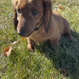 Cavalier King Charles Spaniel and Dachshund Puppies from Cavalier Companions CO.