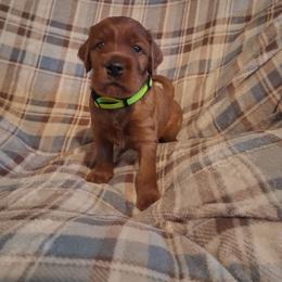 Yellow collar Male - Mahogany male Irish Setter puppy in East Bloomfield, New York from Down East Setters