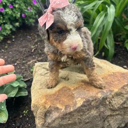 Carla - Merle female Bernedoodle puppy in Mint Hill, North Carolina from DoodleForever