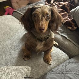 Dachshund puppies from Dash of Love