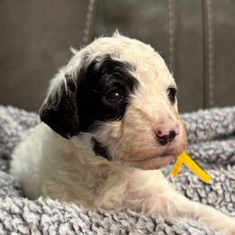 Bowser - Phantom male Poodle puppy in Huntsville, Alabama from Flint River Poodles