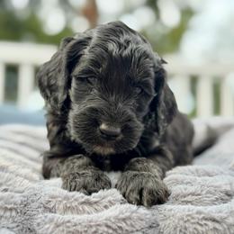 Jerome - Phantom male Goldendoodle puppy in Rainier, Oregon from Beaver Springs Puppies