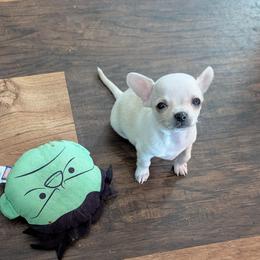 Donald - White male Chihuahua puppy in Marianna, Florida from Garden Tub Chihuahuas