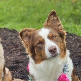 Australian Shepherds from Strawberry Moon Aussies
