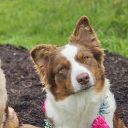 Australian Shepherds from Strawberry Moon Aussies