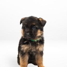 Dark Green Male - Black and red male German Shepherd puppy in Kamas, Utah from Uinta Mountain Shepherds