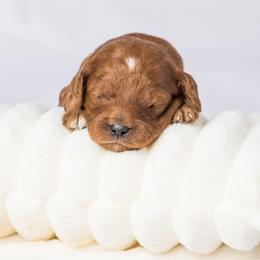 Luke or Kirk - Red male Cavapoo puppy in Eagle Mtn, Utah from North Ranch Doodles