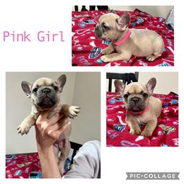 French Bulldog Puppies from DDV French Bulldogs