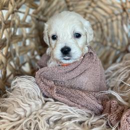 Mr Orange - Light golden male Golden Retriever puppy in Morrill, Kansas from Grimm Girls Farm