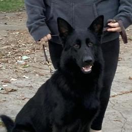 Atilla - German Shepherd