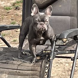 Nova - French Bulldog