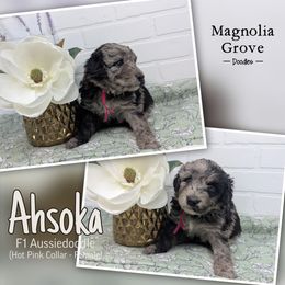 Aussiedoodle, Australian Mountain Doodle, Bernedoodle, and Poodle Puppies from Magnolia Grove Doodles