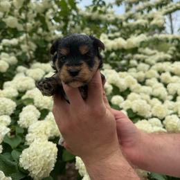 Yorkipoo puppies from Dorans Danes and Doodles